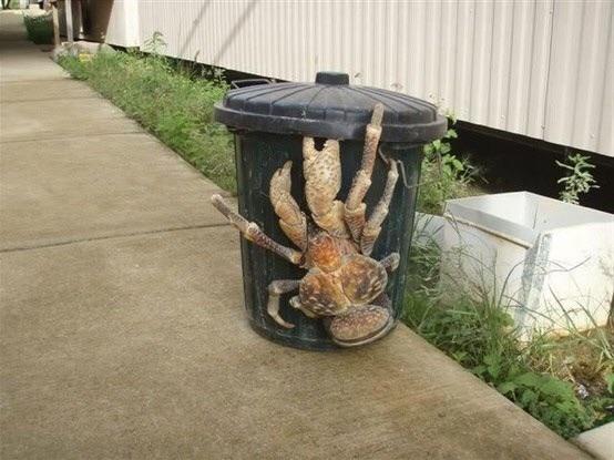 Image result for giant crab
